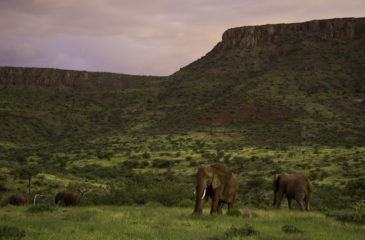 Elephant on the plains of Damaraland 
Photo Credit: Dana Allen - Wilderness Safaris