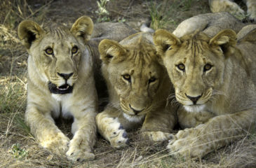 Lions 
Photo Credit: Wilderness Safaris