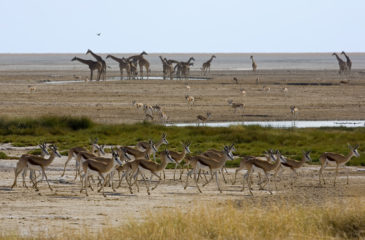 Animals on the plains of Etosha 
Photo Credit: Mike Myers - Wilderness Safaris