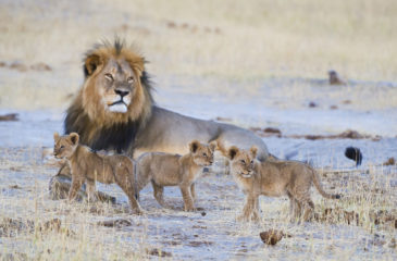 Father and young lions 
Photo Credit: Mike Myers - Wilderness Safaris