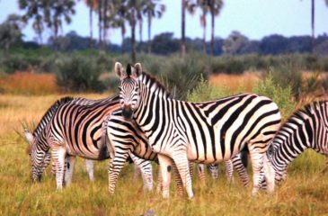 Zebras 
Photo Credit: Moira Hopkins
