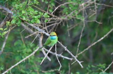 Bee-eater in Yala National Park // Photo credit to Esplanade Travel
