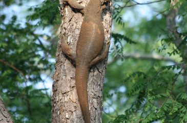 Land Monitor lizard in Yala National Park // Photo credit to Esplanade Travel
