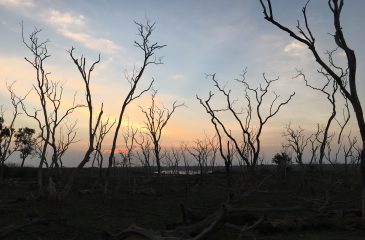 Deadwood at sunset in Yala National Park // Photo credit to Esplanade Travel