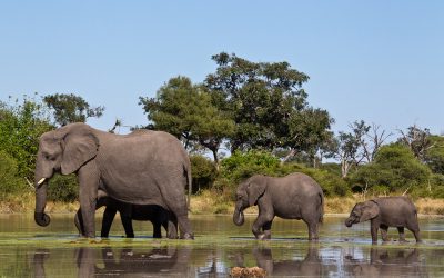 Summer Season in Southern Africa