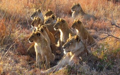 Special Offer for Southern Africa