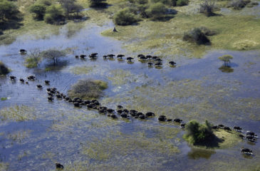 Aerial view of herd of buffalo on the floodplains of Vumbura 
Photo Credit: Dana Allen - Wilderness Safaris