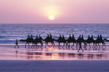Camel trek on the beach, Broome 
Photo Credit: Oliver Strewe - Tourism Australia