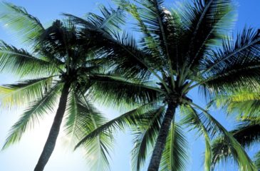 Palm trees 
Photo Credit: Brian Geach - Tourism Australia