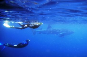 Diving with whale sharks, Ningaloo Reef 
Photo Credit: Anson Smart - Tourism Australia