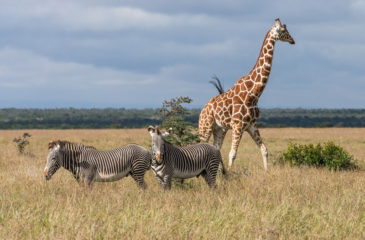 Zebras and giraffe 
Photo Credit: Michael Poliza - Wilderness Safaris