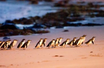 Penguins on Phillip Island 
Photo Credit: Tourism Australia
