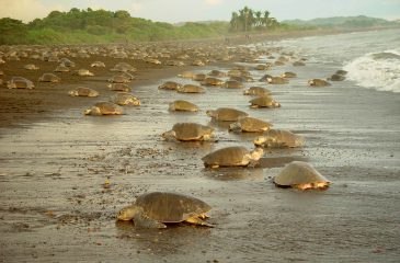 Turtles in Tortuguero National Park // Photo Credit to ICT Costarican Tourism Board 