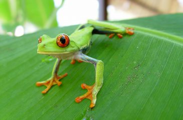 Red-eyed Tree Frog // Photo Credit to ICT Costarican Tourism Board 