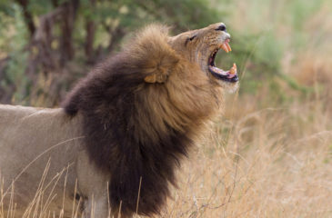 Male lion 
Photo Credit: Simon Hartinger - Wilderness Safaris