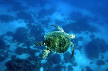 Turtle in Coral Bay, Ningaloo Reef 
Photo Credit: Australia's Coral Coast