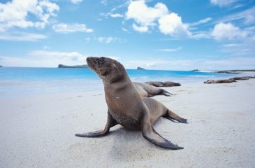 Sea lions in the Galapagos 
Photo Credit: Metropolitan Touring