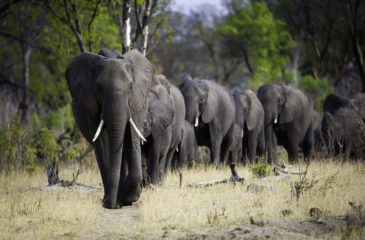 Herd of elephant 
Photo Credit: Dana Allen - Wilderness Safaris