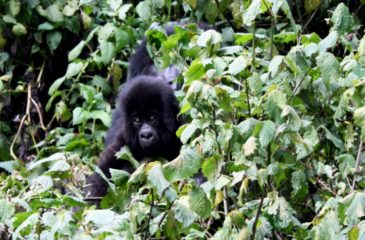 Gorilla trekking, Rwanda 
Photo Credit: Kit Schultze - Esplanade Travel