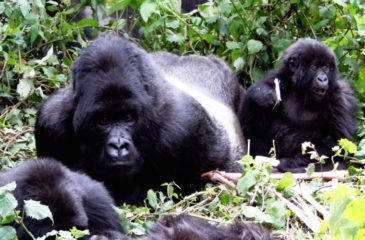 Gorilla trekking, Rwanda 
Photo Credit: Kit Schultze - Esplanade Travel