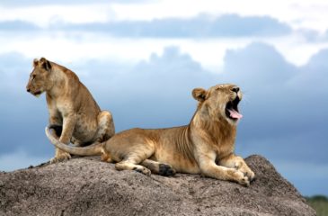 Lions, Uganda 
Photo Credit: Kit Schultze - Esplanade Travel