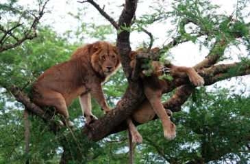 Lions in trees, Uganda 
Photo Credit: Kit Schultze - Esplanade Travel