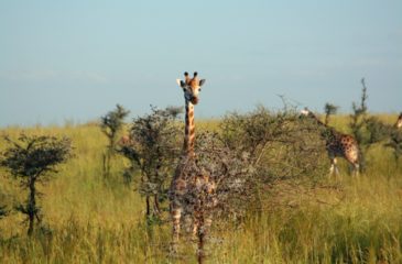 Giraffe, Uganda 
Photo Credit: Kit Schultze - Esplanade Travel