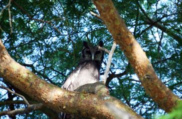 Eagle Owl, Uganda 
Photo Credit: Kit Schultze - Esplanade Travel