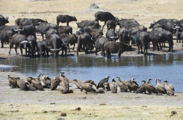 Buffalo and birds at the waterhole 
Photo Credit: Mike Myers - Wilderness Safaris