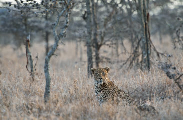 Leopard 
Photo Credit: Mike Myers - Wilderness Safaris