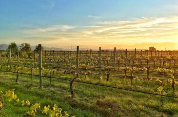 Marlborough vines at sunset / Photo Credit Esplanade Travel 