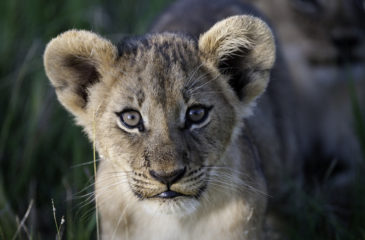 Lion cub 
Photo Credit: Dana Allen - Wilderness Safaris