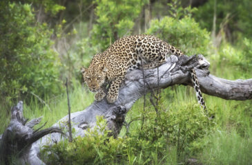 Leopard 
Photo Credit: Olwen Evans - Wilderness Safaris