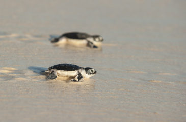 Green turtle hatchlings making their way to the sea 
Photo Credit: Olwen Evans - Wilderness Safaris