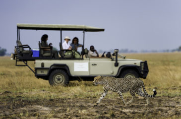 Cheetah sighting on a game drive 
Photo Credit: Dana Allen - Wilderness Safaris