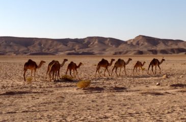Camels in Wadi Araba 
Photo Credit: Jim Pitts - Experience Jordan Now