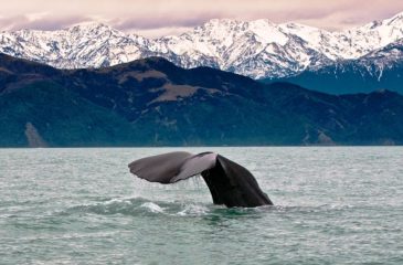 Kaikoura whale watch 
Photo Credit: Hapuku Lodge
