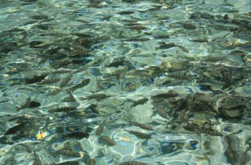 Lots of fish in Bora Bora 
Photo Credit: Kit Schultze - Esplanade Travel