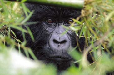 Gorilla trekking, Rwanda 
Photo Credit: Sabyinyo Lodge