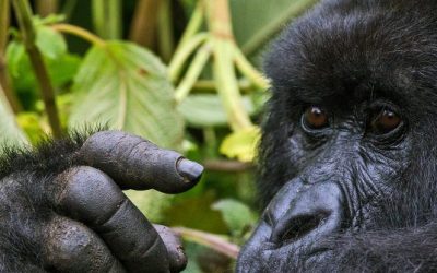 Bisate Lodge in Rwanda Opens