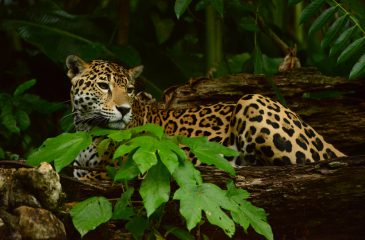Jaguar // Photo credit to Belize Tourism Board 