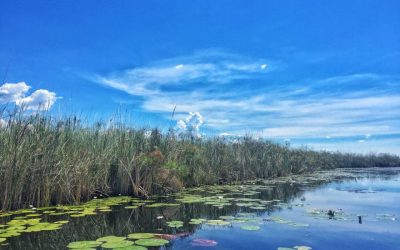 Going Home: Tess Returns to Botswana