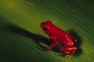 Gorgeous red frogs can be found on Red Frog Beach in Bocas del Toro // Photo Credit to Panama Tourism Authority
