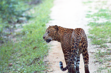 Beautiful leopard in Yala National Park // Photo credit to Esplanade Travel
