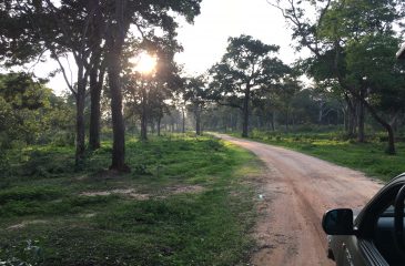 Heading out for a game drive in Yala National Park // Photo credit to Esplanade Travel