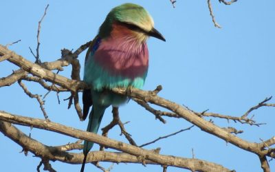 Jill Heads Back to the Bush