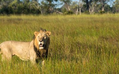 Holiday Gift Idea: African Safari