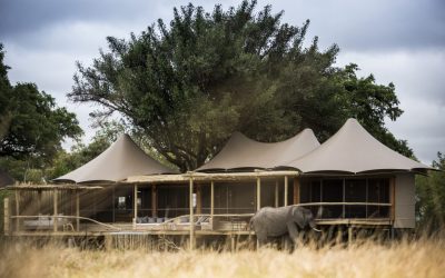 Mombo Camp Officially Reopens