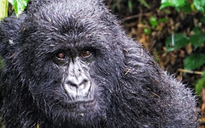 Tess Goes Gorilla Trekking in Rwanda