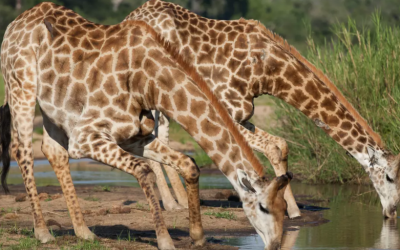 Exciting News from MalaMala